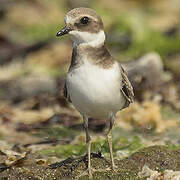 Common Ringed Plover