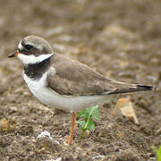 Common Ringed Plover