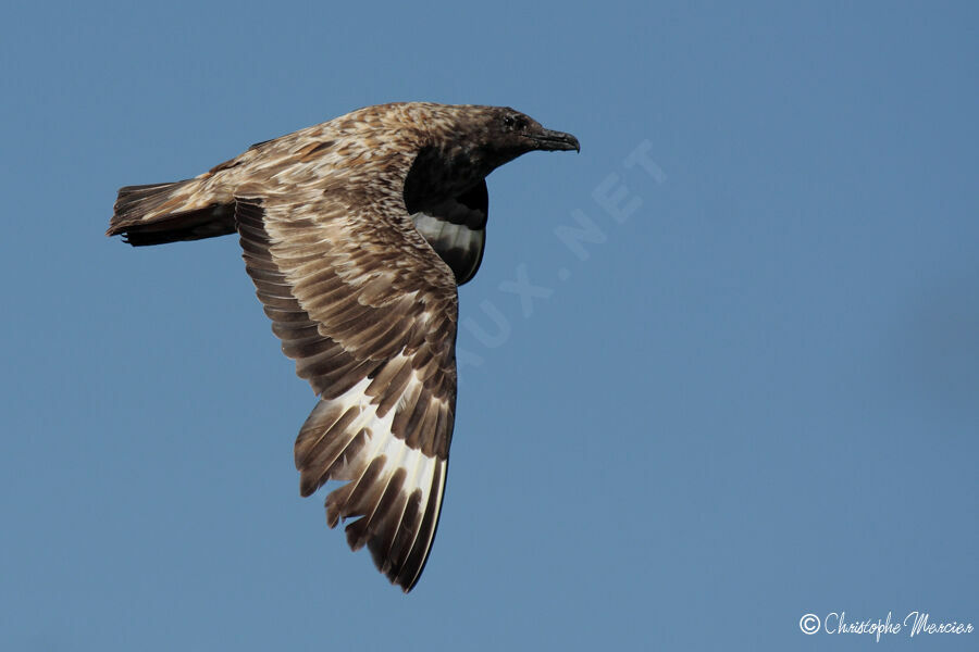 Great Skua