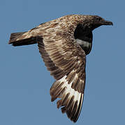 Great Skua