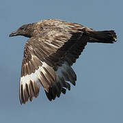 Great Skua