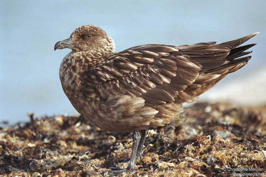 Great Skua