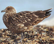 Great Skua