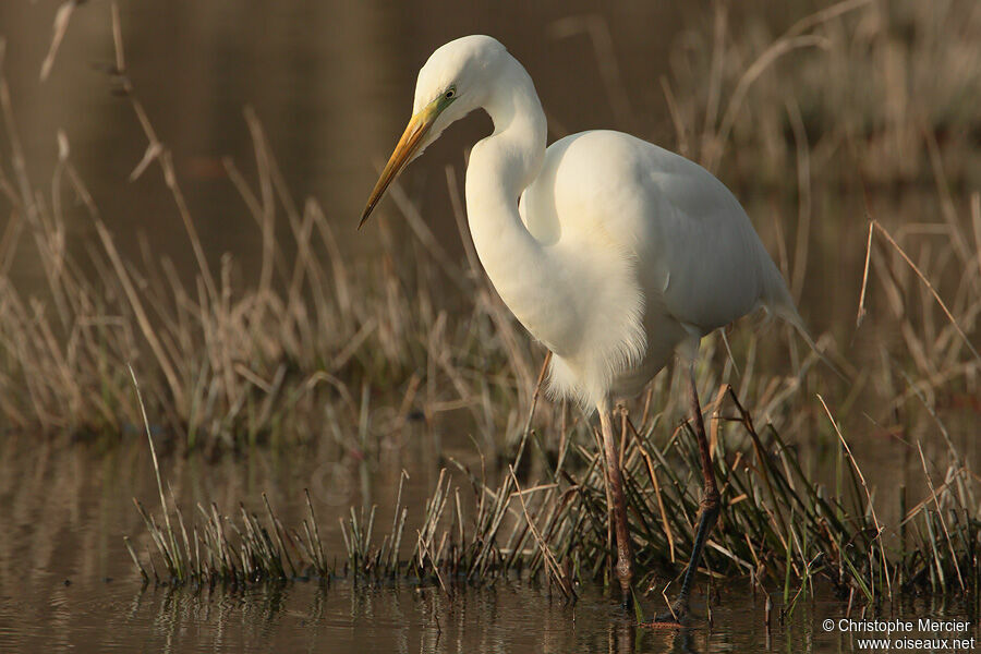 Grande Aigrette