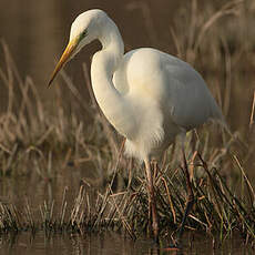 Grande Aigrette