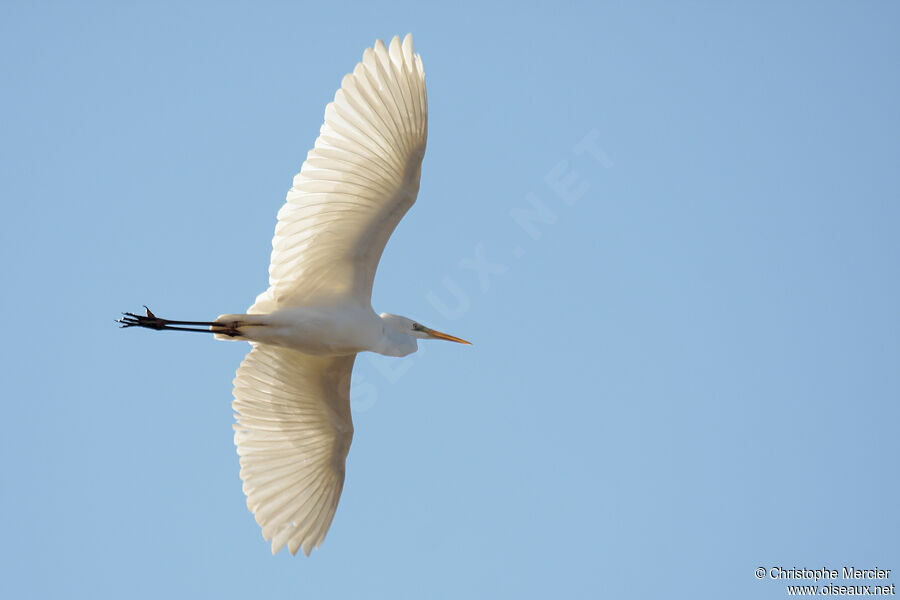 Great Egret