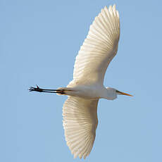 Grande Aigrette