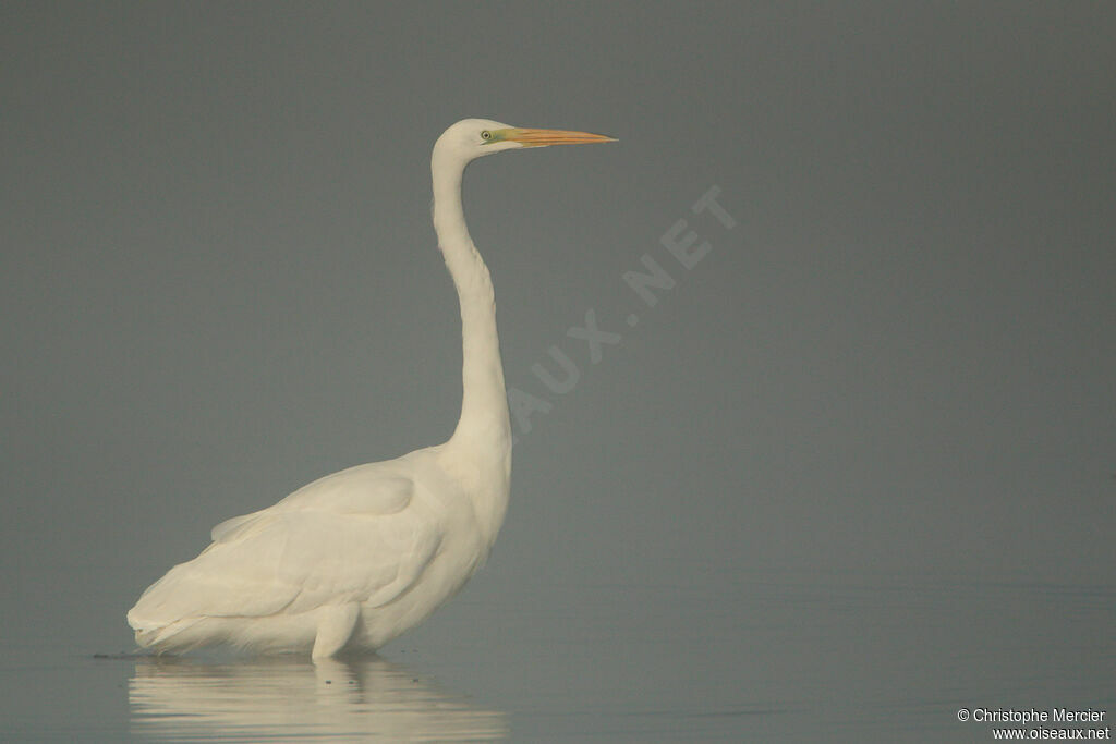 Grande Aigrette