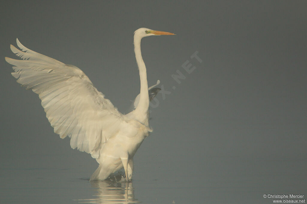 Grande Aigrette