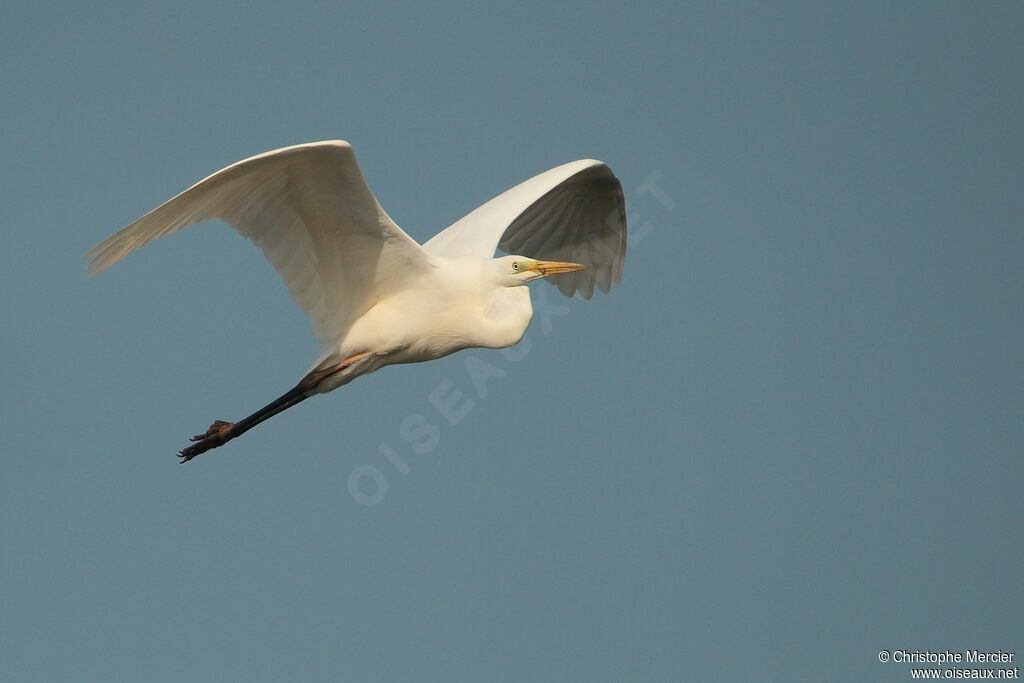 Great Egret, Flight