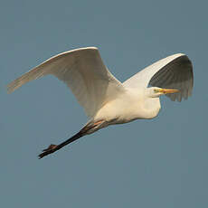 Grande Aigrette