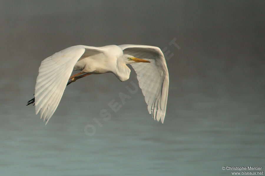 Grande Aigrette