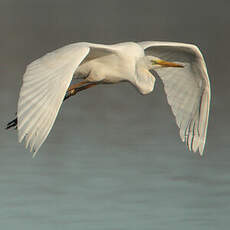 Grande Aigrette