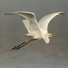 Grande Aigrette