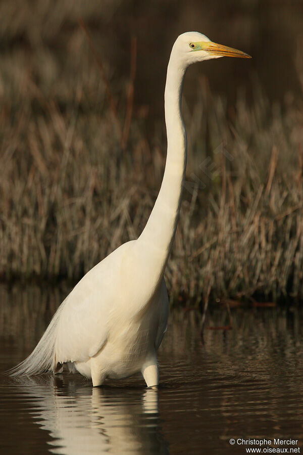 Grande Aigrette