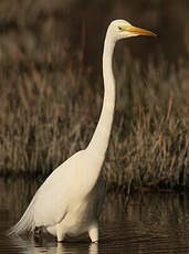 Grande Aigrette