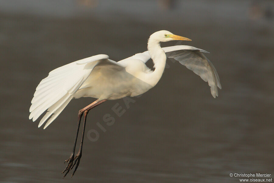 Grande Aigrette