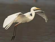 Grande Aigrette