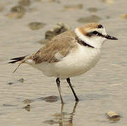 Kentish Plover