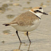 Kentish Plover