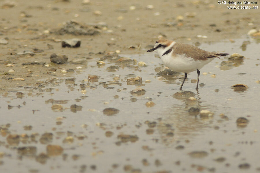 Kentish Plover