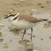 Kentish Plover