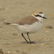 Kentish Plover