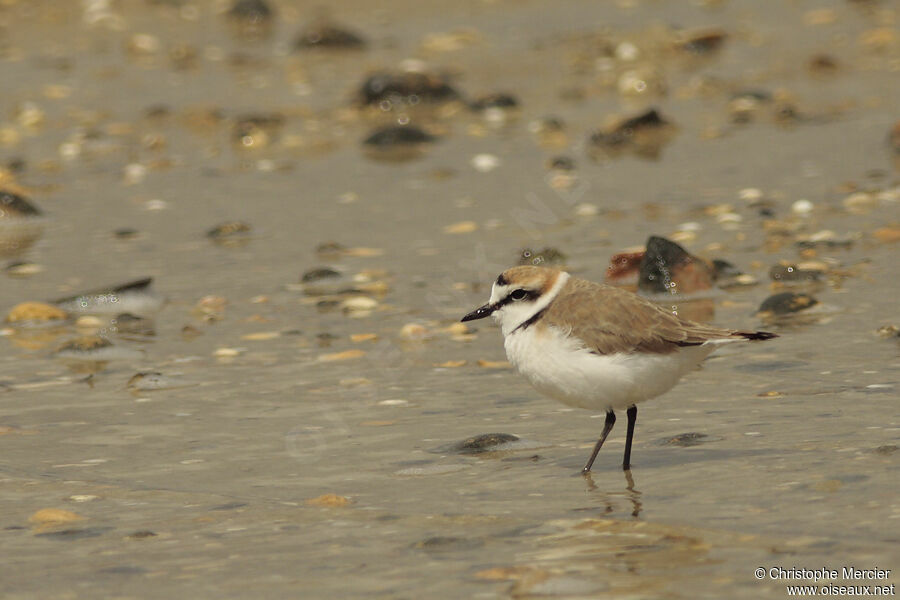 Kentish Plover