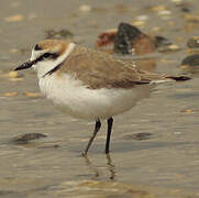 Kentish Plover