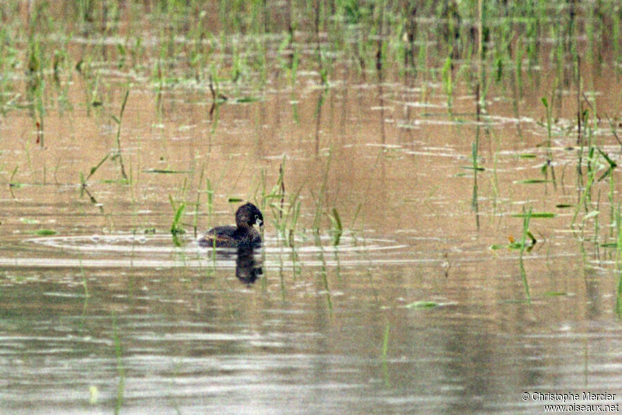 Pied-billed Grebe