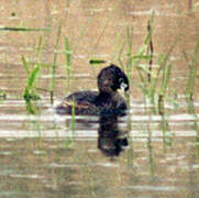 Pied-billed Grebe