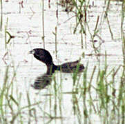 Pied-billed Grebe