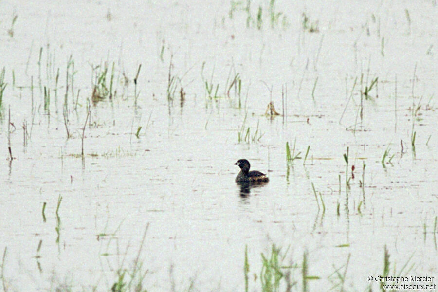 Pied-billed Grebe