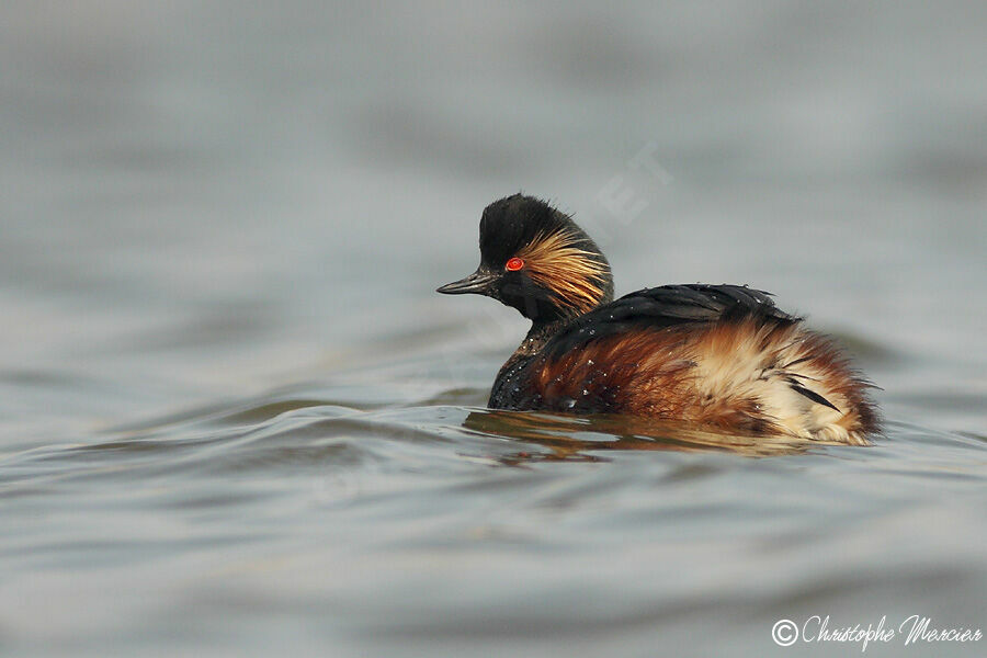 Black-necked Grebe