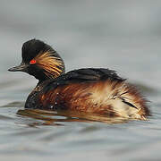 Black-necked Grebe