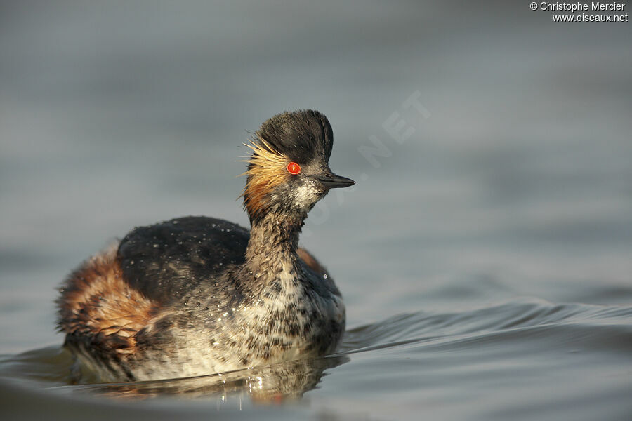 Black-necked Grebe