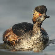 Black-necked Grebe