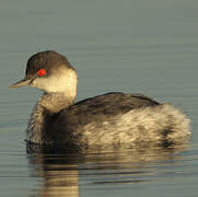 Black-necked Grebe