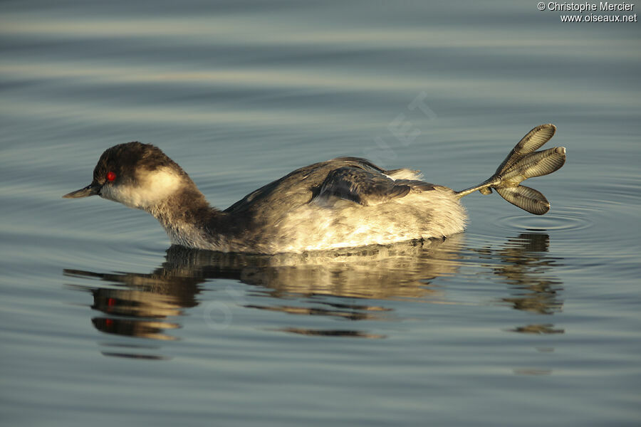 Black-necked Grebe