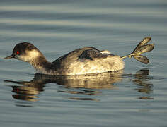 Black-necked Grebe