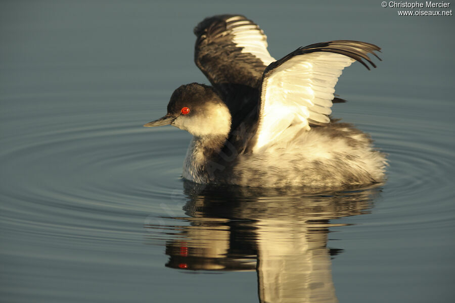 Black-necked Grebe