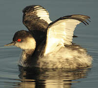 Black-necked Grebe