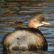 Little Grebe