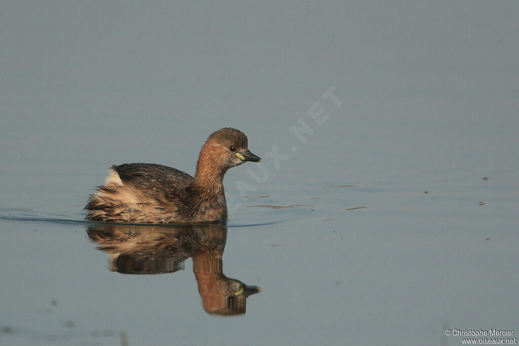 Little Grebe