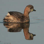 Little Grebe