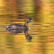 Little Grebe