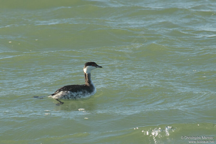 Horned Grebe