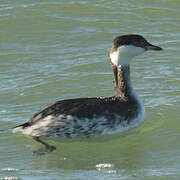 Horned Grebe