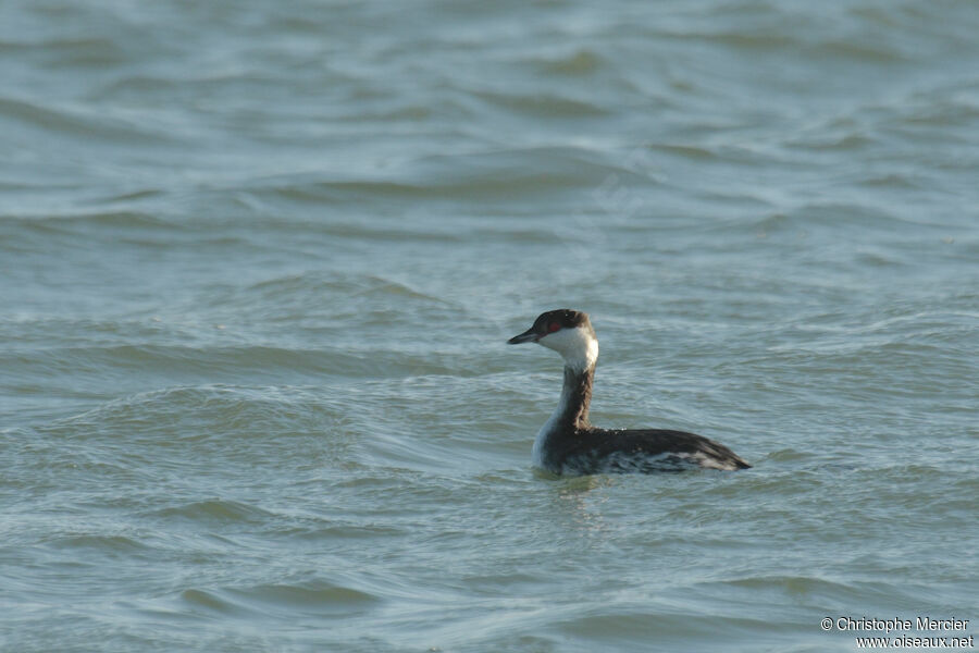 Horned Grebe