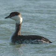 Horned Grebe